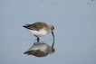 Oiseaux Bécasseau variable (Calidris alpina)