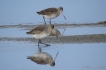 Oiseaux Barge à queue noire (Limosa limosa)