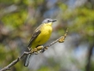 Oiseaux Bergeronnette printanière