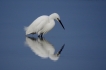 Oiseaux Aigrette garzette (Egretta garzetta)