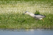 Oiseaux heron bihoreau gris