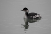 Oiseaux Grèbe à cou noir (Podiceps nigricollis)