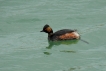 Oiseaux Grèbe à cou noir (Podiceps nigricollis)