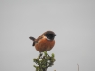 Oiseaux Tarier pâtre (Saxicola rubicola)