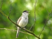 Oiseaux fauvette a tête noire ( mâle )