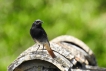 Oiseaux Rouge-queue noir (Phoenicurus ochruros)