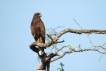 Oiseaux Buse variable (Buteo Buteo)