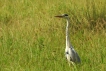 Oiseaux Héron cendré