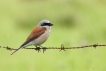 Oiseaux pie grièche écorcheur