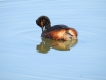 Oiseaux grebe à cou noir