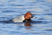 Oiseaux Fuligule milouin (Aythya ferina)