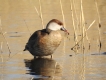 Oiseaux Nette rousse femelle