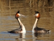 Oiseaux Grèbes huppé en parade