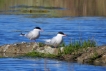 Oiseaux Sterne pierre-garin (Sterna hirundo)