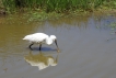 Oiseaux spatule blanche