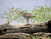 Oiseaux chevalier cul blanc