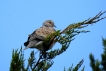 Oiseaux Tourterelle des bois (Streptopelia turtur)