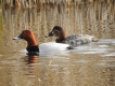 Oiseaux Fuligule milouin couple