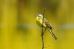 Oiseaux Bergeronette printanière (Motacilla flava)