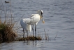 Oiseaux Spatules blanches