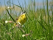 Oiseaux Bergeronette printanière (Motacilla flava)