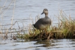 Oiseaux Canard chipeau mâle