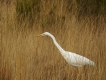 Oiseaux Grande aigrette