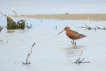 Oiseaux barge rousse