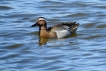 Oiseaux Sarcelle d\'été (Spatula querquedula)