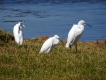 Oiseaux Aigrette garzette