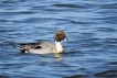 Oiseaux Canard pilet mâle