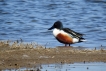 Oiseaux Canard souchet mâle