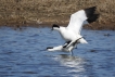 Oiseaux avocette elegante