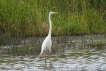 Oiseaux Grande aigrette (Ardea alba)