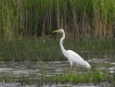 Oiseaux Grande aigrette