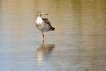 Oiseaux chevalier combattant