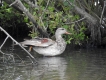 Oiseaux Canard chipeau mâle