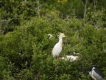 Oiseaux heron garde boeuf