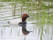 Oiseaux Fuligule milouin mâles