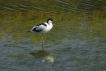 Oiseaux avocette elegante