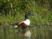 Oiseaux Canard souchet mâle