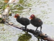 Oiseaux Foulques macroules poussins