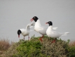 Oiseaux Mouette melanocephale