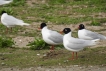 Oiseaux Mouette melanocephale