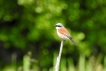 Oiseaux pie grièche écorcheur