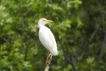 Oiseaux heron garde boeuf