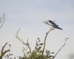 Oiseaux Elanion blanc (Elanus caeruleus)