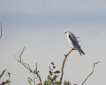 Oiseaux Elanion blanc (Elanus caeruleus)