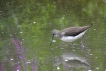 Oiseaux Chevalier culblanc (Tringa ochroprus)