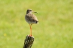 Oiseaux Chevalier gambette (Tringa totanus)